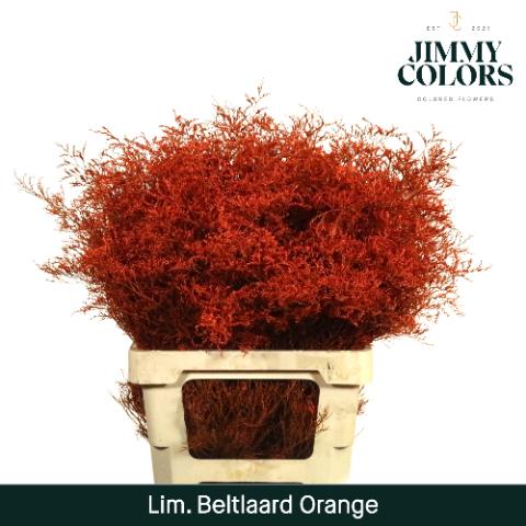 Срезанные цветы оптом Limonium beltlaard paint orange от 50шт из Голландии с доставкой по России