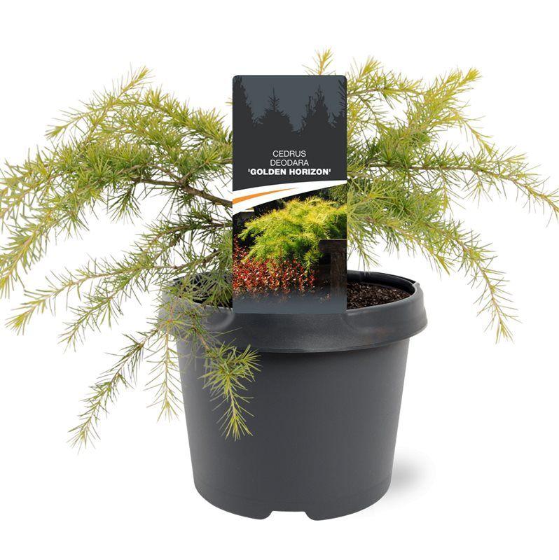 Горшечные цветы и растения оптом Cedrus Deo Golden Horizon от 1шт из Голландии с доставкой по России