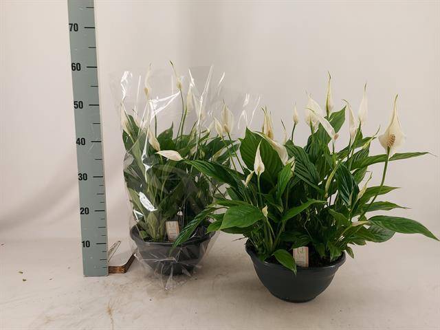 Горшечные цветы и растения оптом Spath Chopin от 1шт из Голландии с доставкой по России