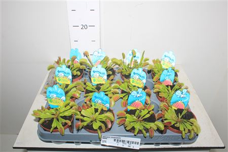 Горшечные цветы и растения оптом Dionaea Muscipula A от 12шт (для телеги) из Голландии с доставкой по России