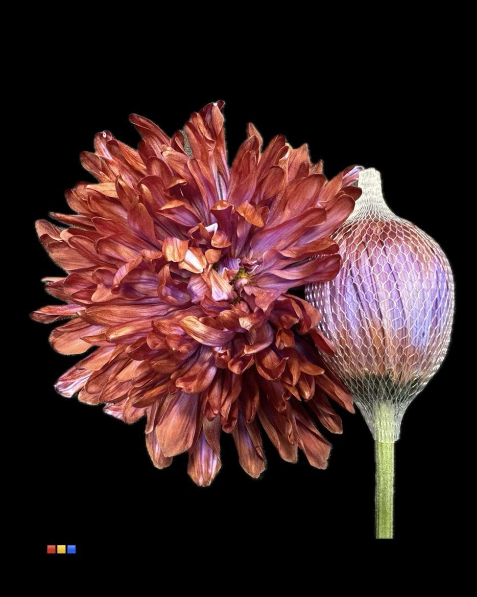 Срезанные цветы оптом Chrys bl paint antonov gypsy purple от 40шт из Голландии с доставкой по России