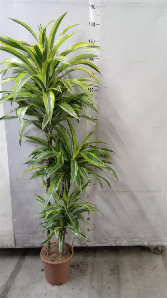 Горшечные цветы и растения оптом Dracaena Fr De lemonlime от 1шт из Голландии с доставкой по России