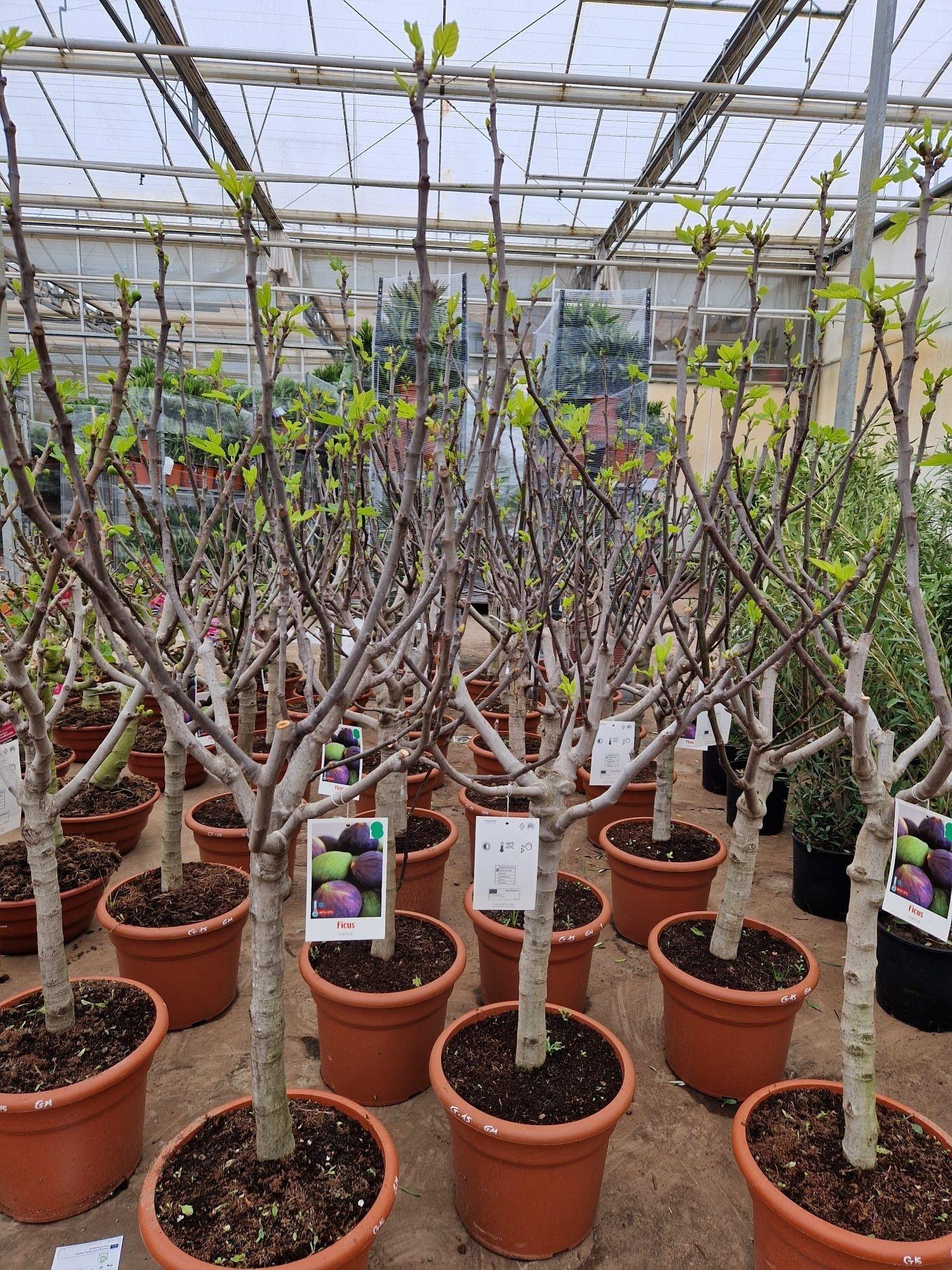 Горшечные цветы и растения оптом Ficus Carica от 1шт из Голландии с доставкой по России