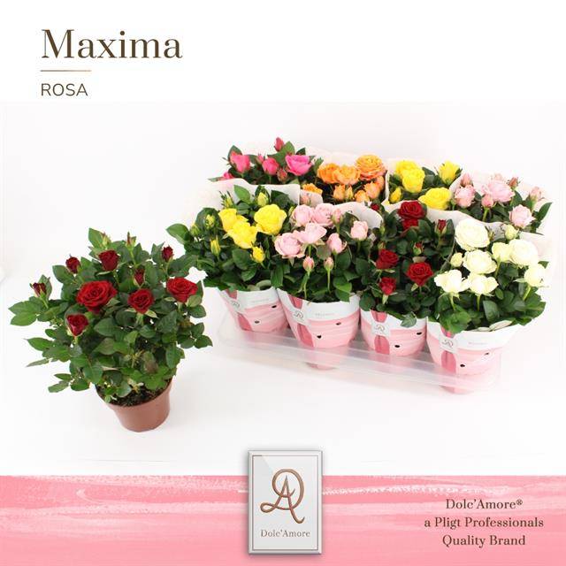 Горшечные цветы и растения оптом Rosa Amorosa Mix от 8шт из Голландии с доставкой по России