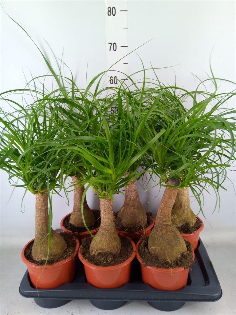 Горшечные цветы и растения оптом Beaucarnea Recurvata от 6шт из Голландии с доставкой по России