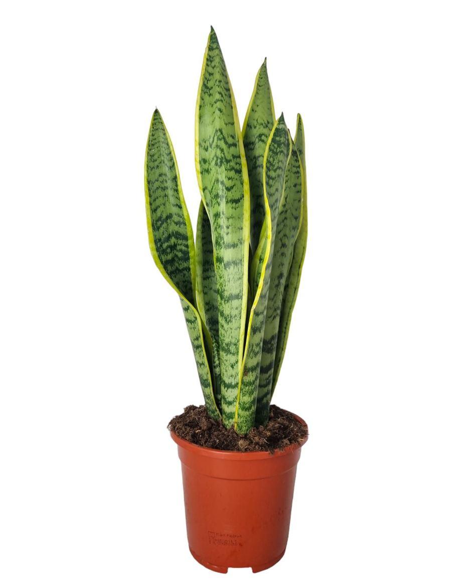 Горшечные цветы и растения оптом Sansevieria Laurentii от 1шт из Голландии с доставкой по России