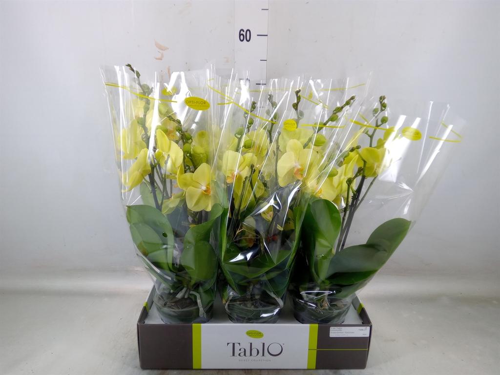 Горшечные цветы и растения оптом Phalaenopsis   ...yellow от 6шт из Голландии с доставкой по России