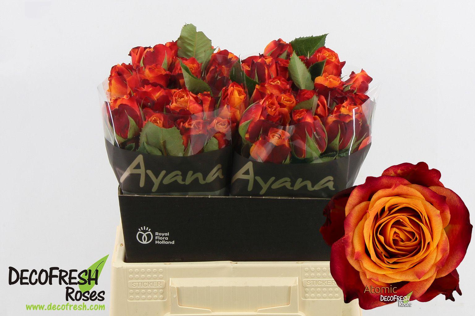 Срезанные цветы оптом Rosa large atomic от 40шт из Голландии с доставкой по России