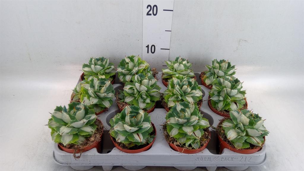 Горшечные цветы и растения оптом Agave   ... от 12шт (для телеги) из Голландии с доставкой по России