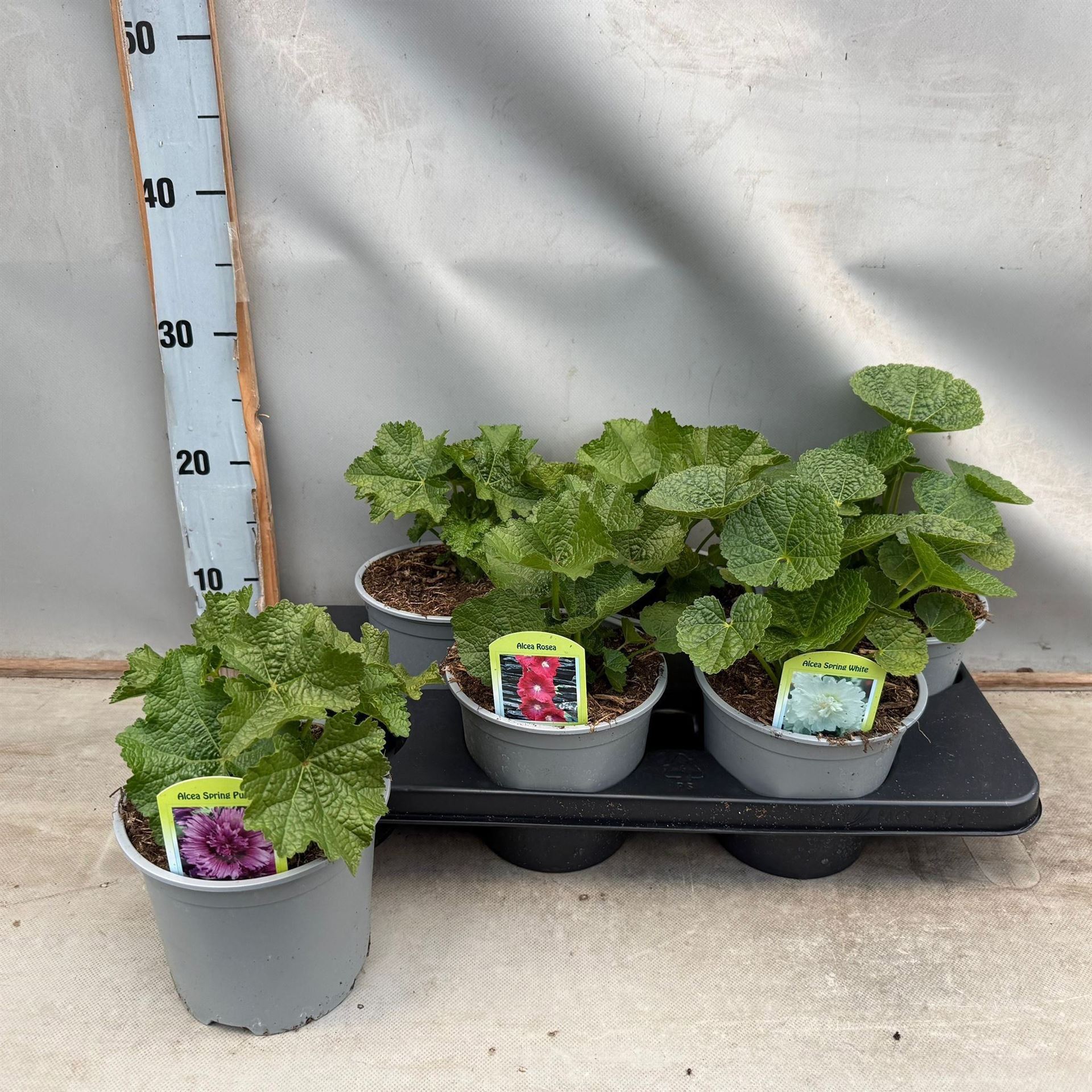 Горшечные цветы и растения оптом Alcea   ... от 6шт из Голландии с доставкой по России