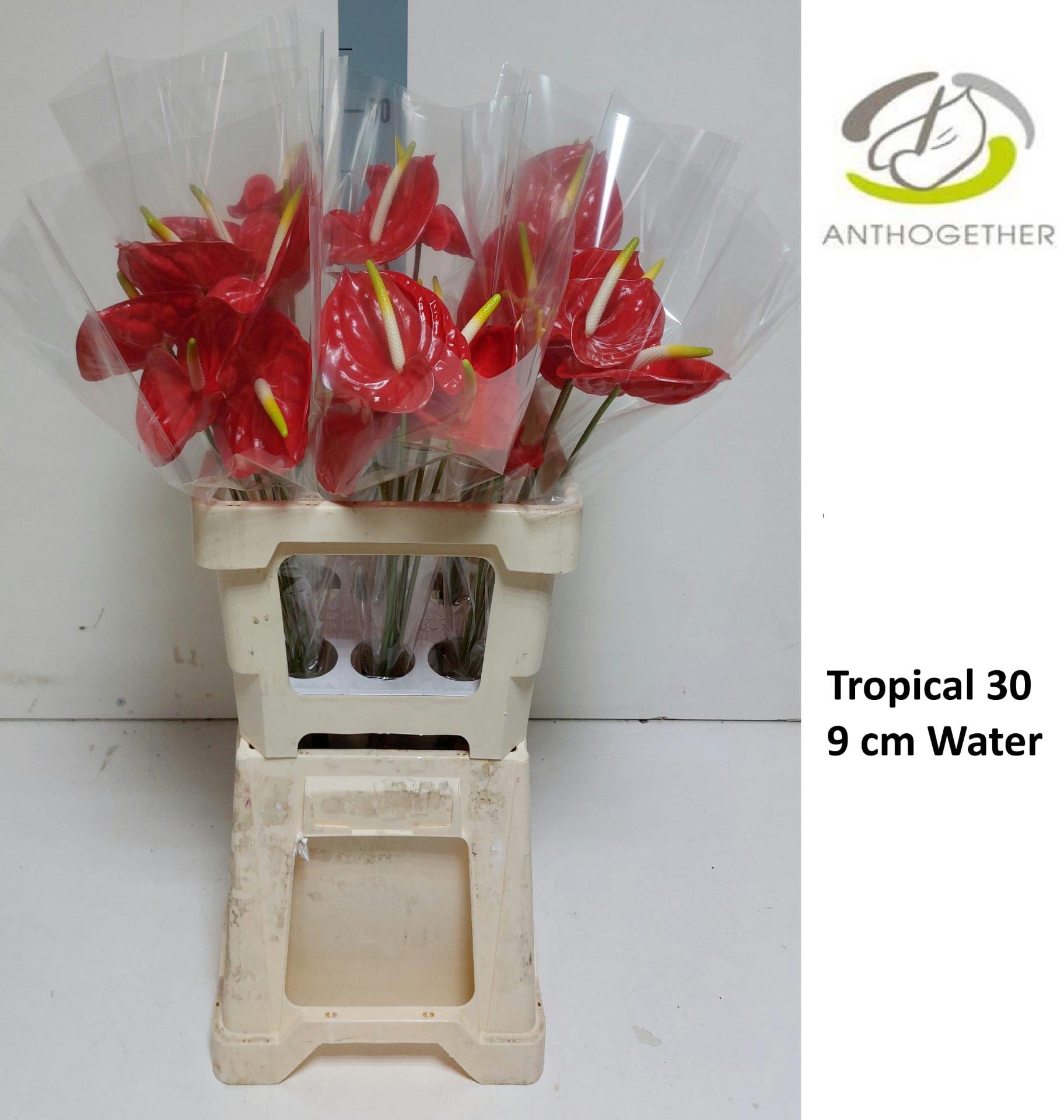 Срезанные цветы оптом Anthurium tropical от 30шт из Голландии с доставкой по России