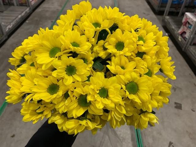 Срезанные цветы оптом Chrys sp copa от 80шт из Голландии с доставкой по России