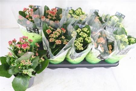 Горшечные цветы и растения оптом Kal Ge Gem 5 Kl * Spring Deal * от 10шт из Голландии с доставкой по России