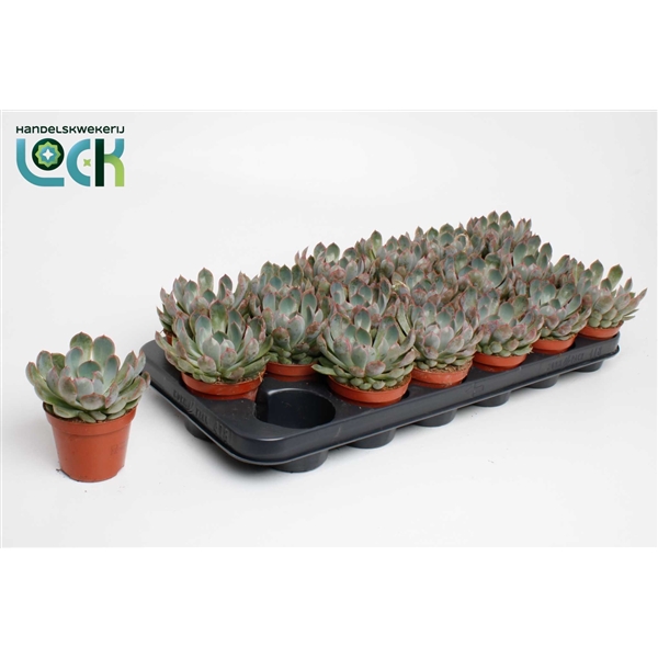 Горшечные цветы и растения оптом Echeveria Apus от 12шт из Голландии с доставкой по России