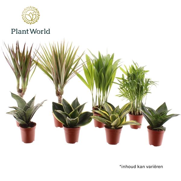 Горшечные цветы и растения оптом Tiny Happy Family Luxe Mix 6-7srt  (decorum) от 20шт (для телеги) из Голландии с доставкой по России