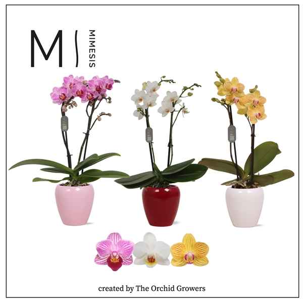 Горшечные цветы и растения оптом Phal 2st Mimesis Mix 16+ In Ceramic (orchid Grower от 11шт из Голландии с доставкой по России