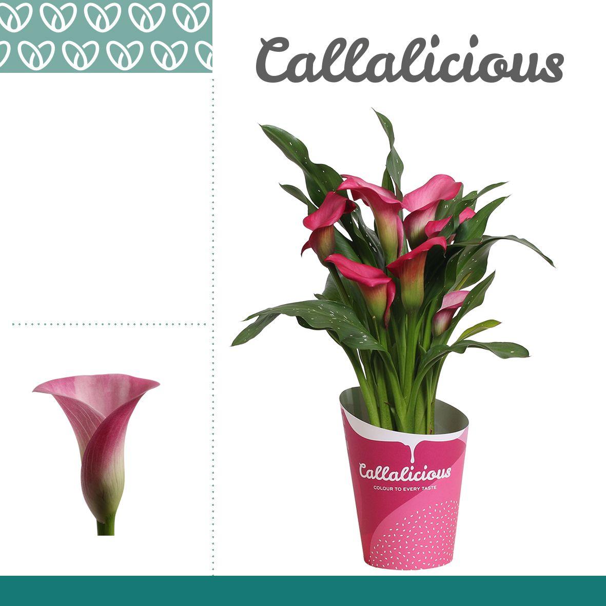 Горшечные цветы и растения оптом Zantedeschia Pink In Potcover от 10шт из Голландии с доставкой по России