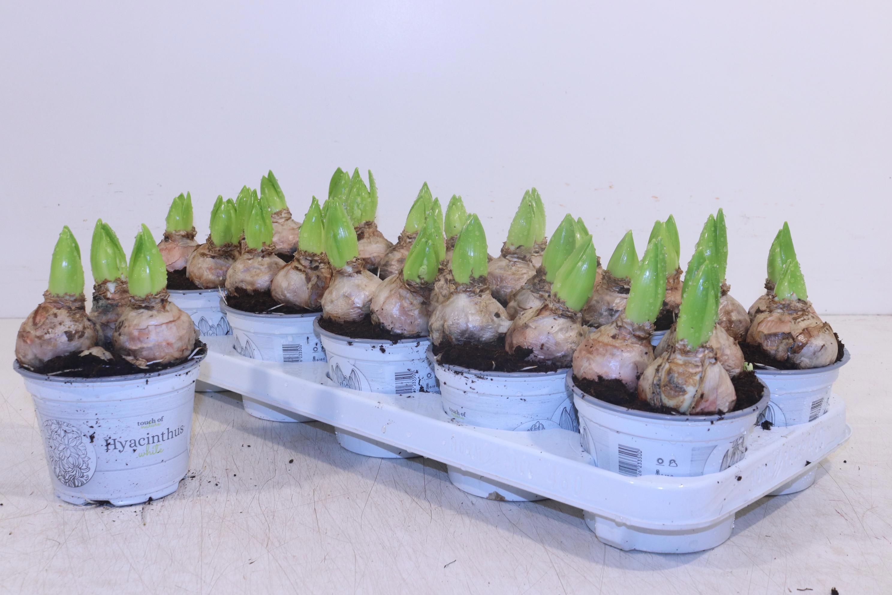 Горшечные цветы и растения оптом Hyacin White Pearl от 10шт из Голландии с доставкой по России