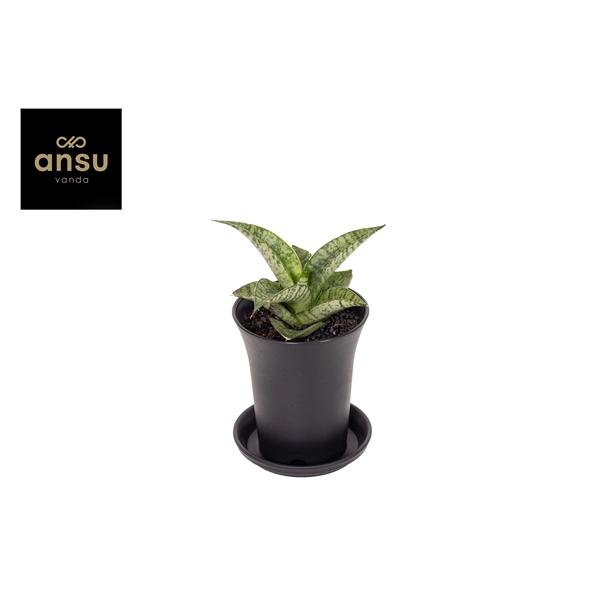 Горшечные цветы и растения оптом Sansevieria Star Mini Marbel от 9шт (для телеги) из Голландии с доставкой по России