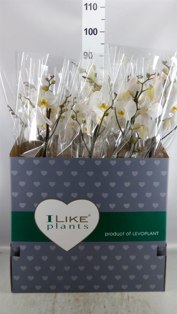 Горшечные цветы и растения оптом Phalaenopsis ...white AA от 6шт из Голландии с доставкой по России