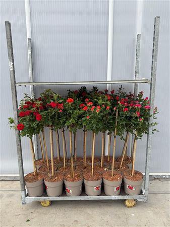 Горшечные цветы и растения оптом Rosa St Mixkar Stam от 1шт из Голландии с доставкой по России