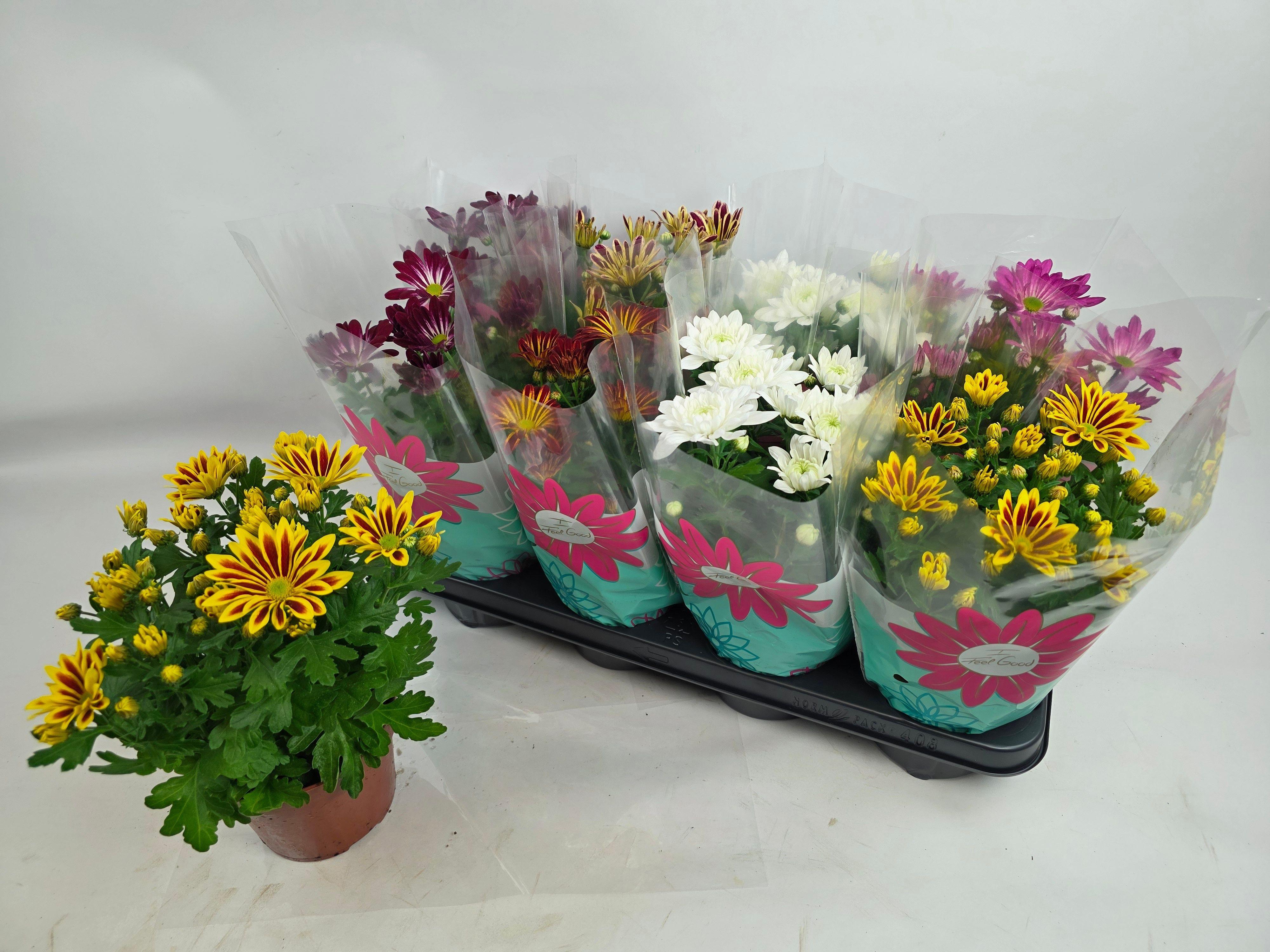 Горшечные цветы и растения оптом Chrys Gem 6 Kl от 8шт из Голландии с доставкой по России