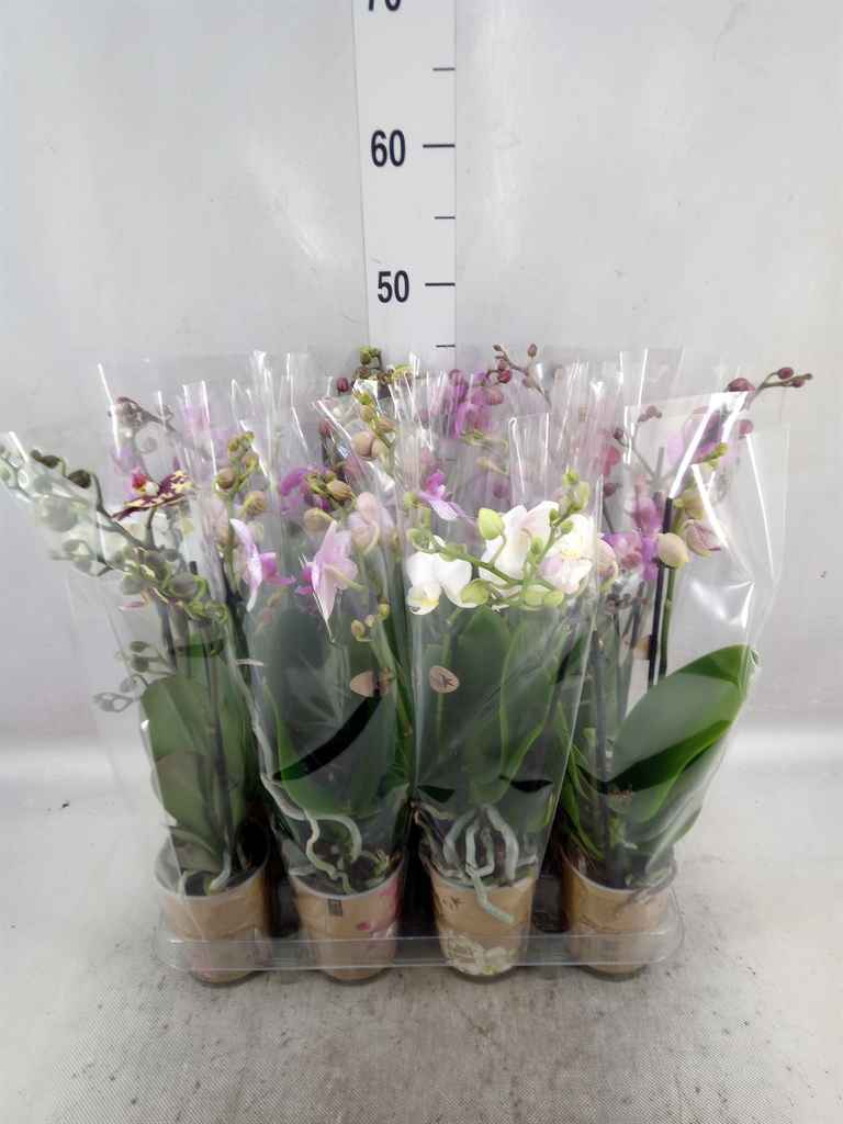 Горшечные цветы и растения оптом Phalaenopsis   ...mix от 12шт из Голландии с доставкой по России