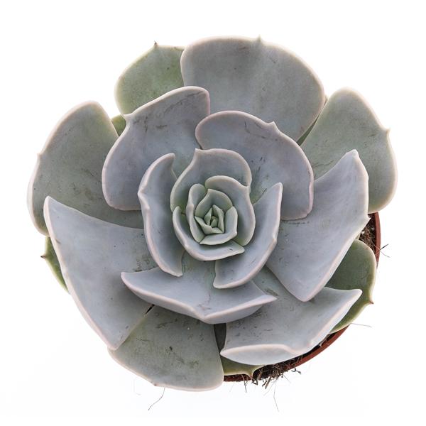 Горшечные цветы и растения оптом Echeveria Pollux от 8шт из Голландии с доставкой по России