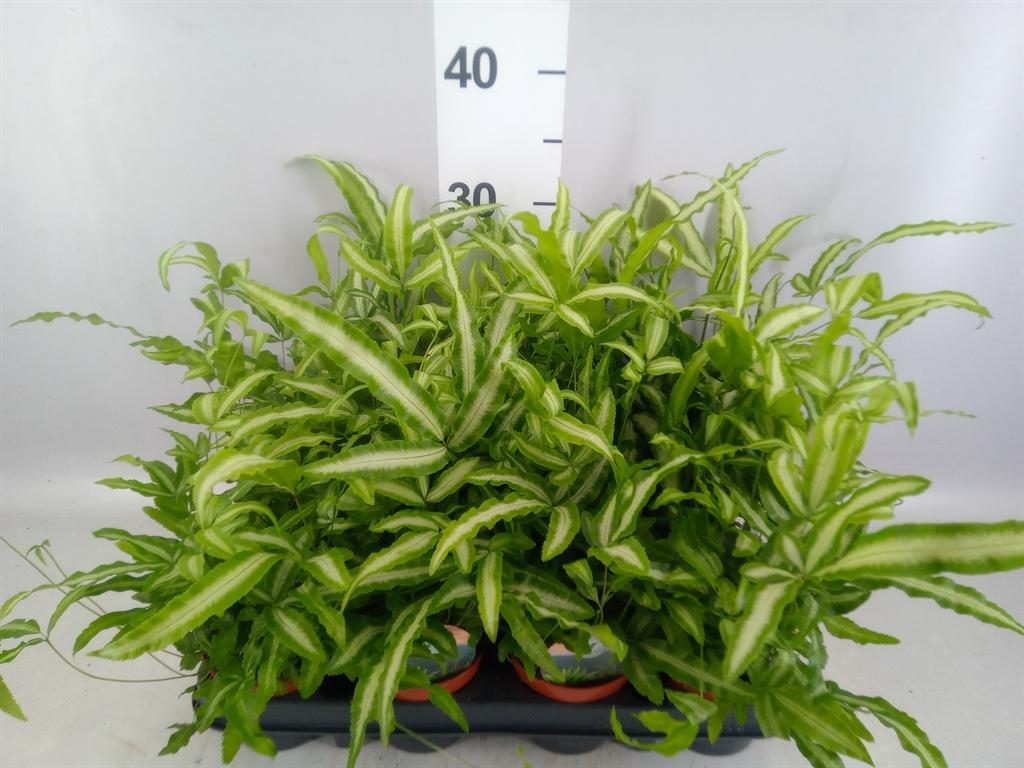 Горшечные цветы и растения оптом Pteris Cretica albolineata от 12шт (для телеги) из Голландии с доставкой по России
