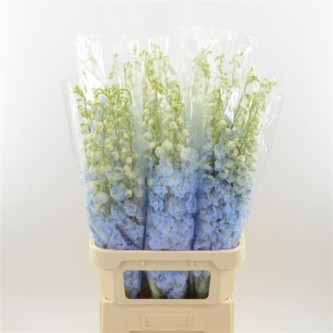 Срезанные цветы оптом Delphinium el dewi boy от 30шт. из Голландии с доставкой по России