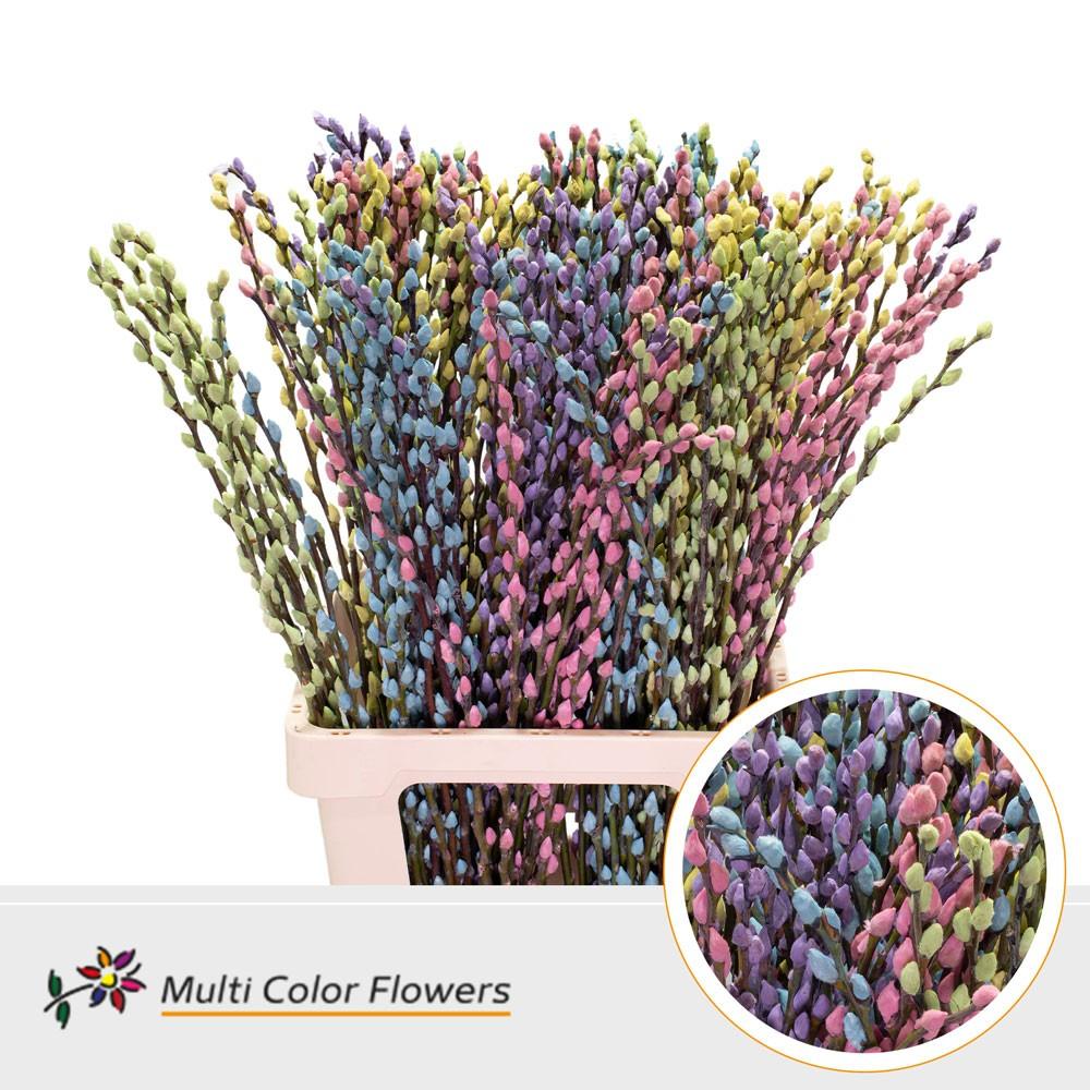 Срезанные цветы оптом Salix paint pussy willow mix pastel от 200шт из Голландии с доставкой по России