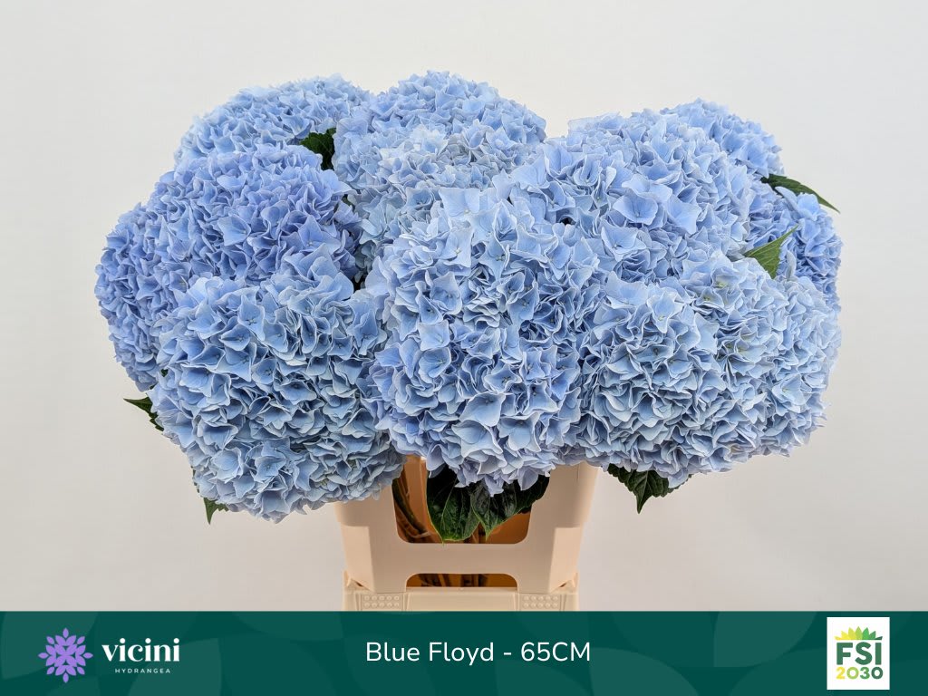 Срезанные цветы оптом Hydrangea mag pink floyd blue от 10шт из Голландии с доставкой по России