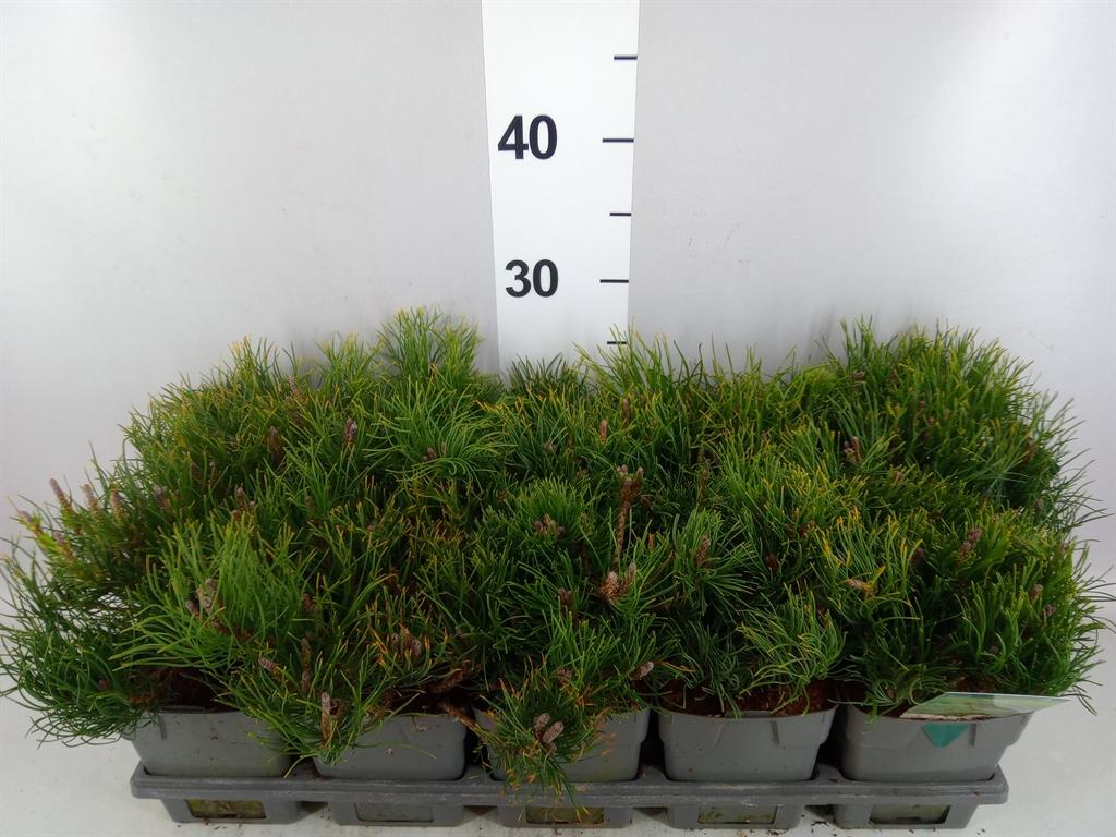 Горшечные цветы и растения оптом Pinus Mugo Var. Pumilio от 10шт из Голландии с доставкой по России