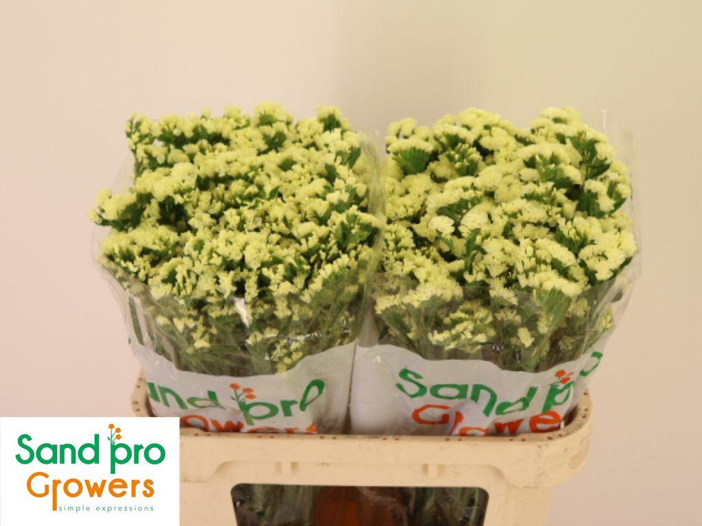 Срезанные цветы оптом Statice starlight wings от 50шт из Голландии с доставкой по России