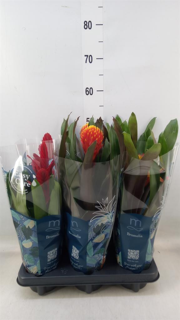 Горшечные цветы и растения оптом Bromelia   ...mix  6 от 6шт из Голландии с доставкой по России