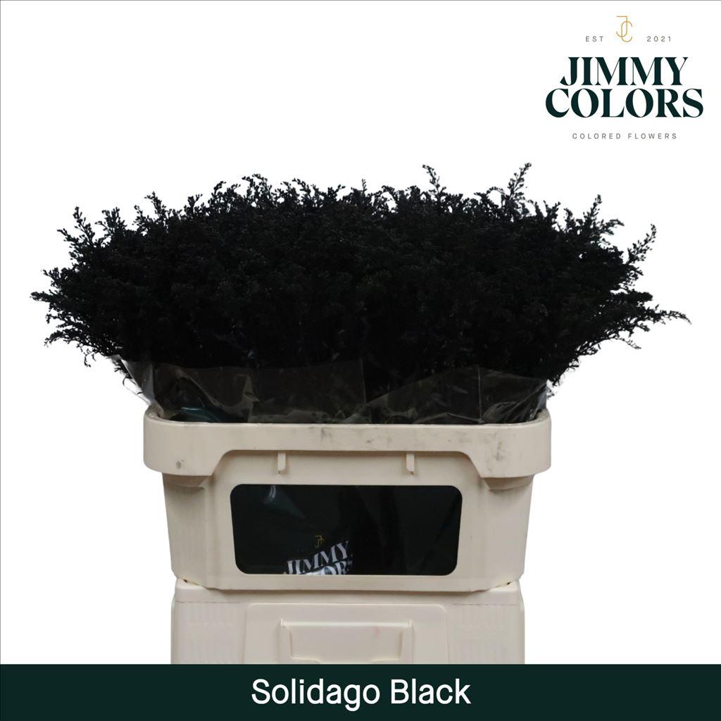 Срезанные цветы оптом Solidago paint black от 100шт из Голландии с доставкой по России