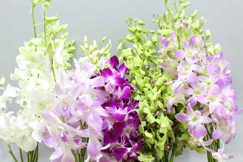 Срезанные цветы оптом Dendrobium mix in box от 60шт из Голландии с доставкой по России