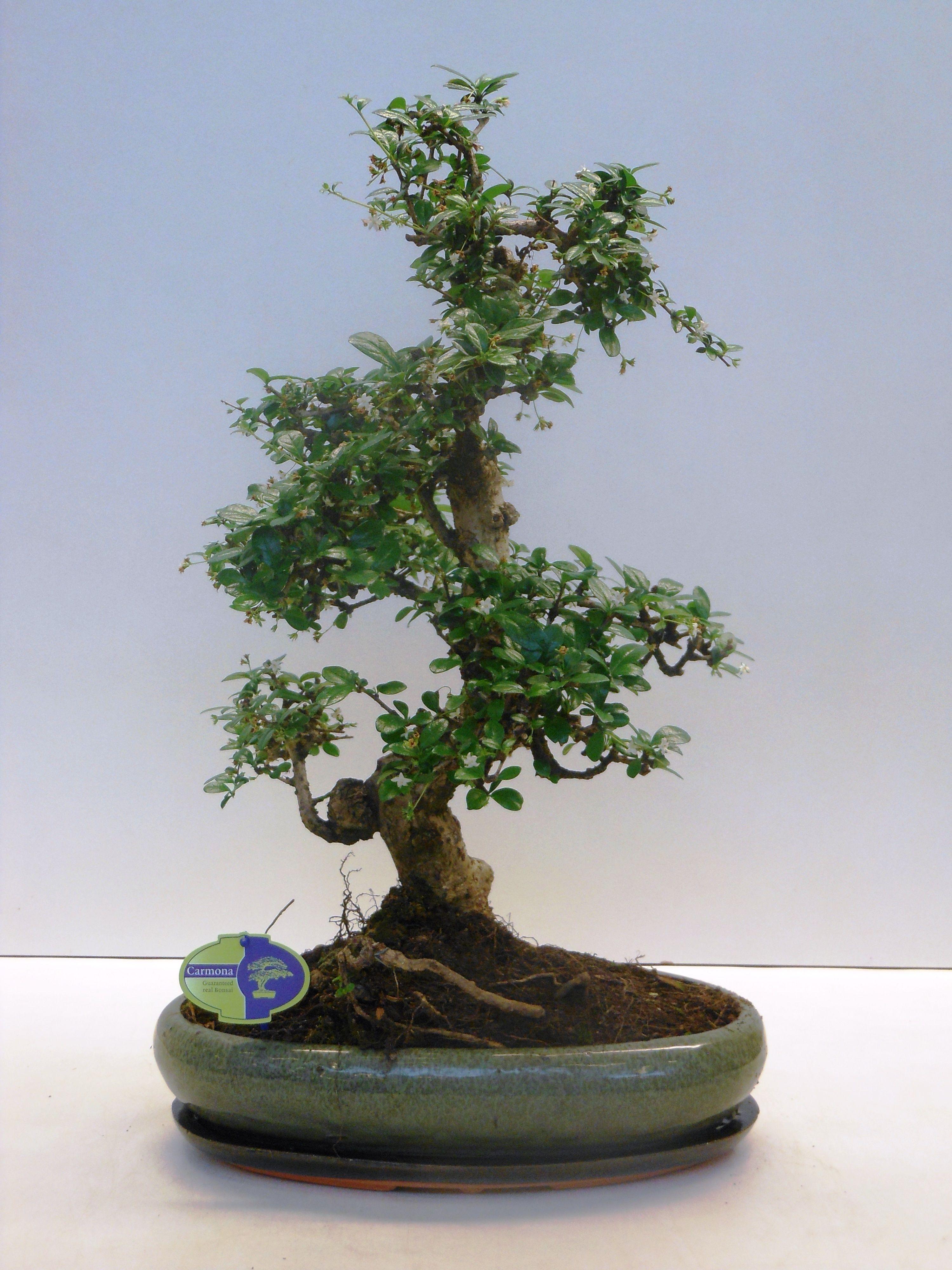 Горшечные цветы и растения оптом Bonsai Carmona Macrophylla, 43cm., Shape, With Dri от 1шт из Голландии с доставкой по России