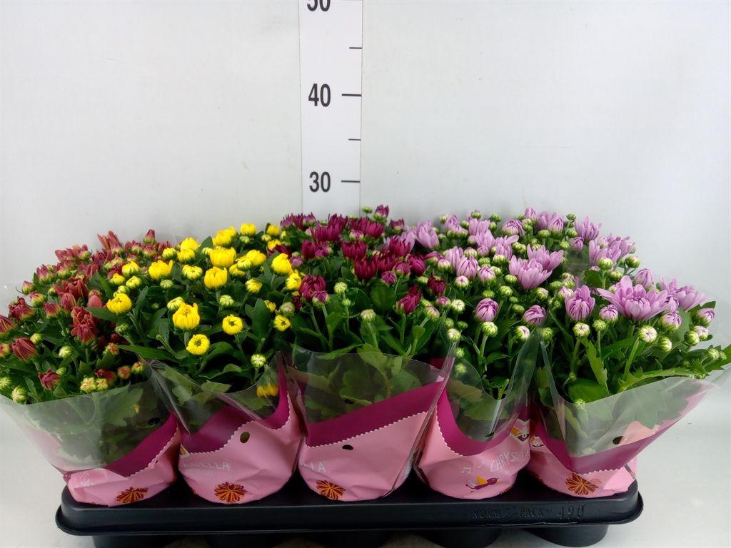 Горшечные цветы и растения оптом Chrysanthemum   ..rosebud Mix от 10шт из Голландии с доставкой по России