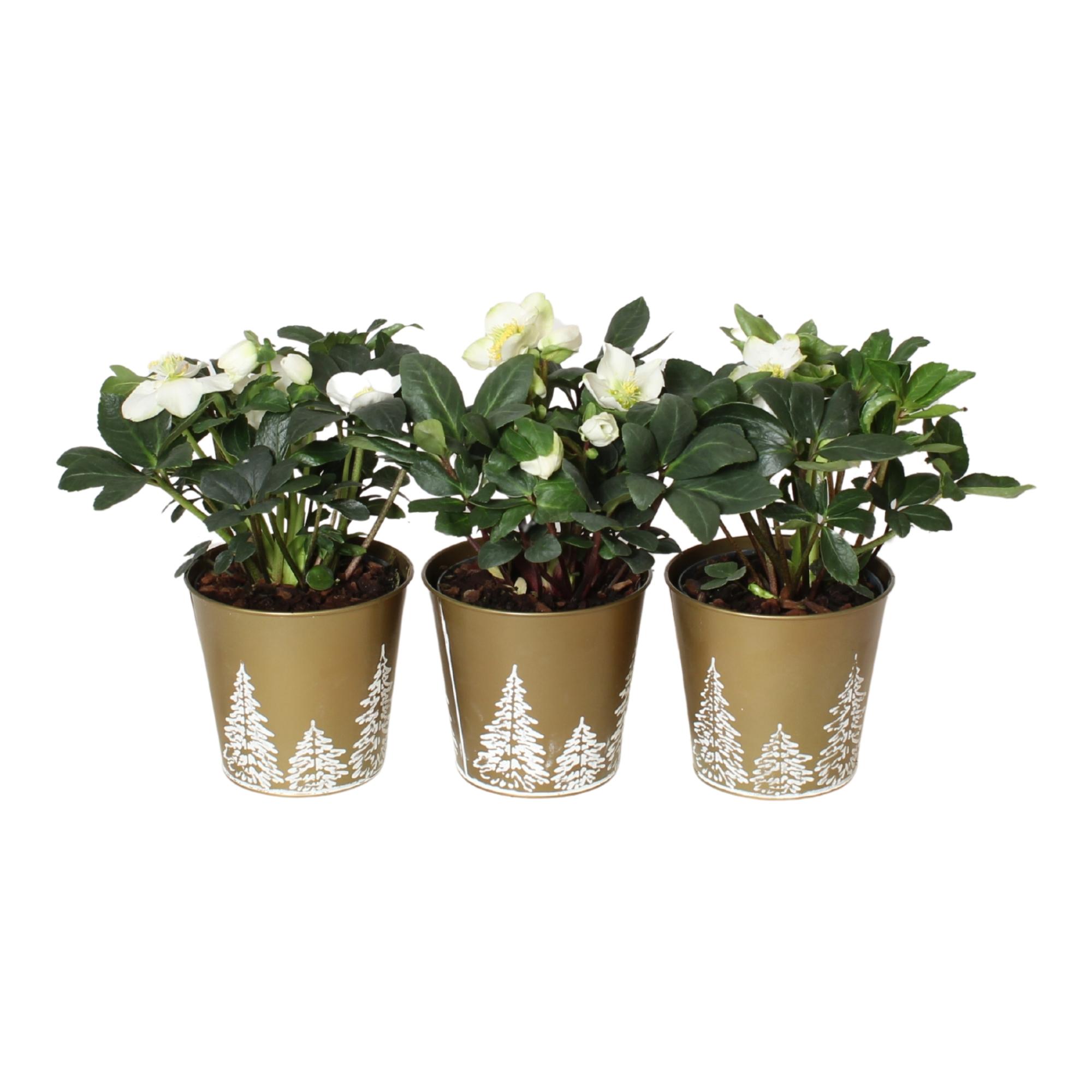 Горшечные цветы и растения оптом Helleborus N. Christmas Carol In Goudkl Zink Met K от 6шт из Голландии с доставкой по России