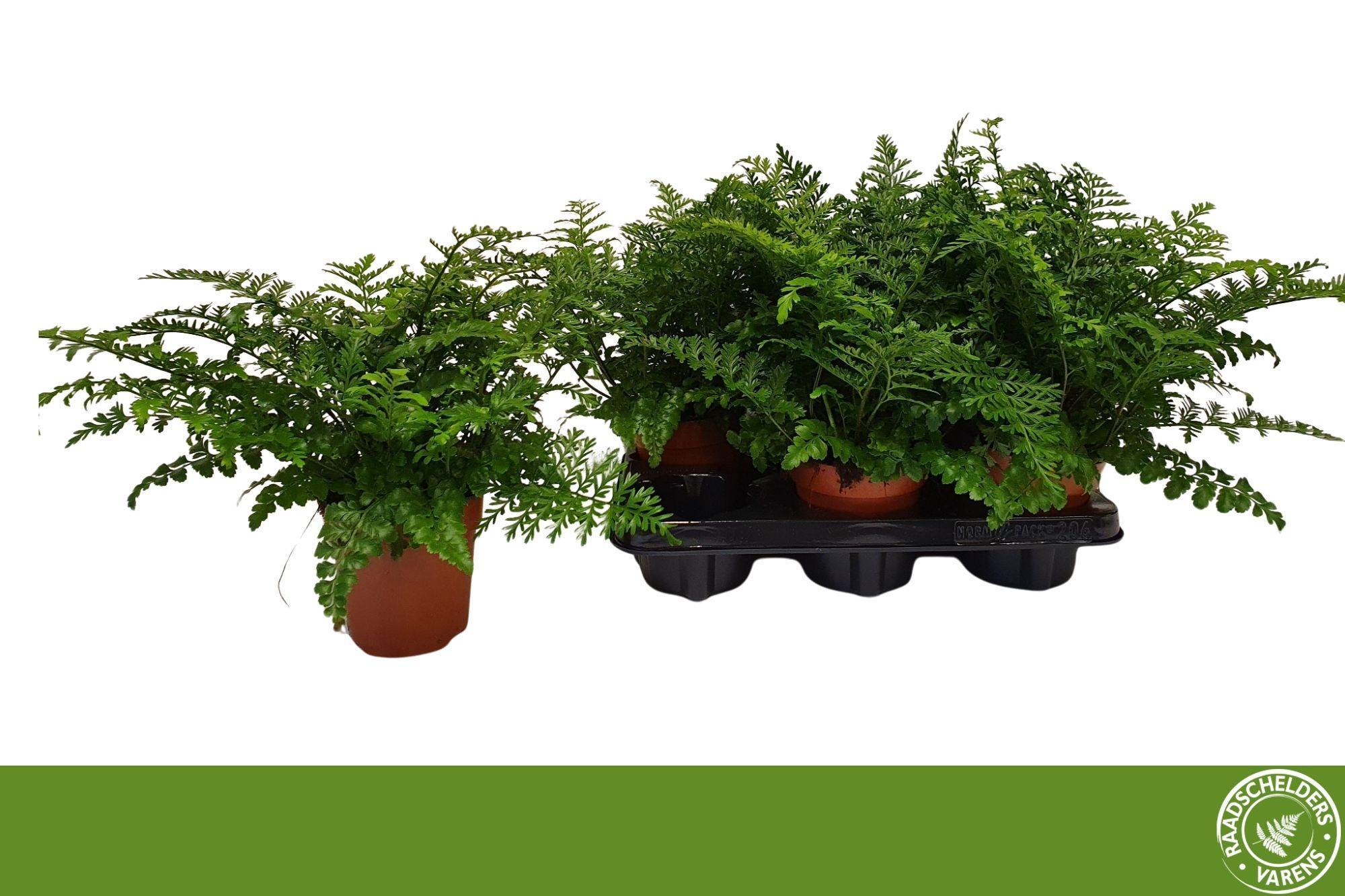 Горшечные цветы и растения оптом Asple Parvati от 6шт из Голландии с доставкой по России