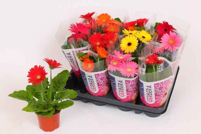 Горшечные цветы и растения оптом Ger Colourgame Gem от 12шт из Голландии с доставкой по России