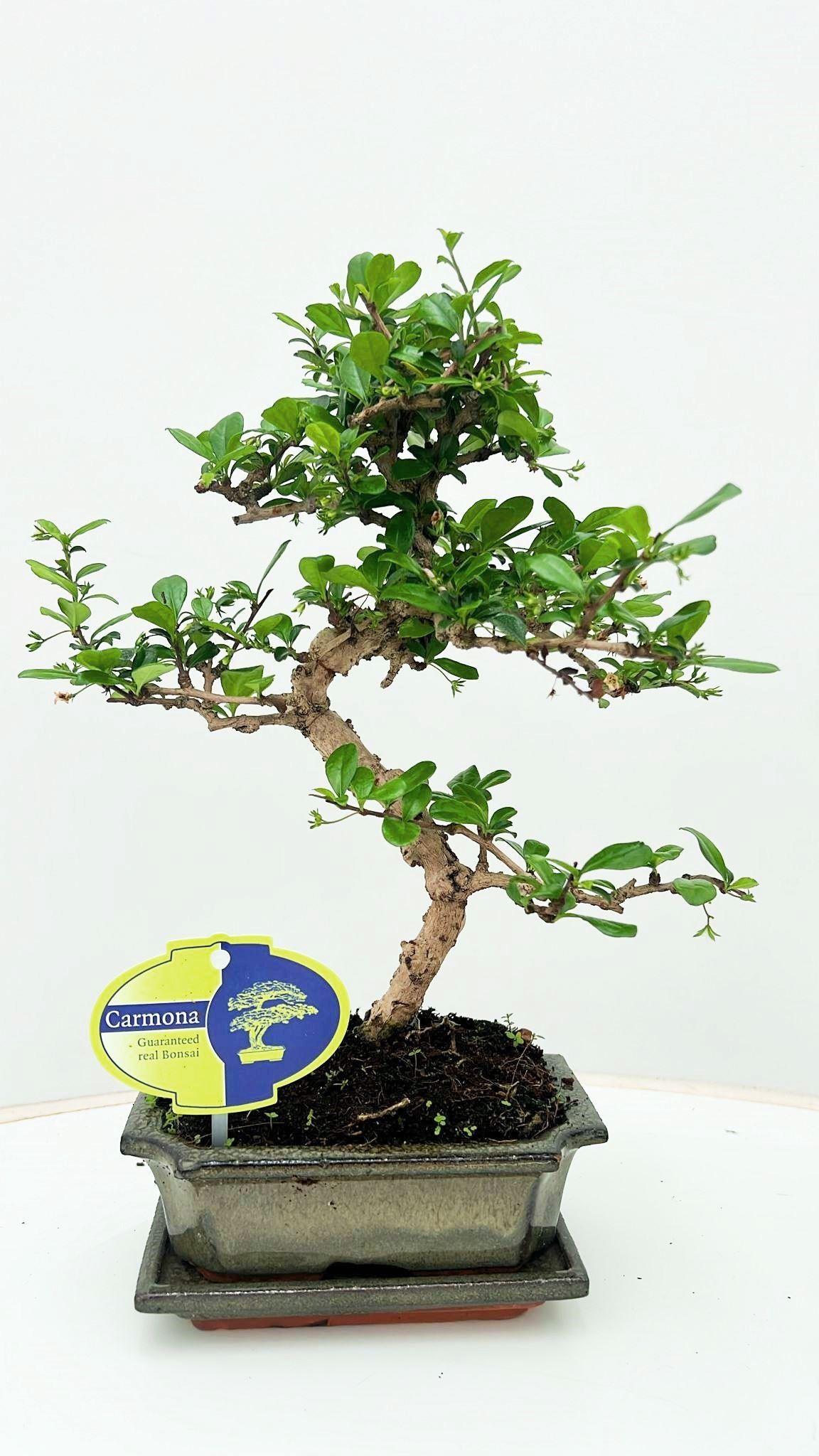 Горшечные цветы и растения оптом Bonsai Carmona Macrophylla, With Drip от 10шт из Голландии с доставкой по России
