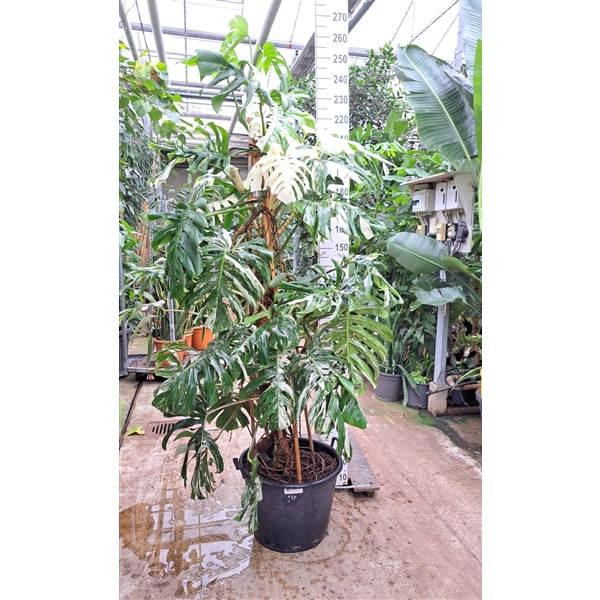 Горшечные цветы и растения оптом Monstera Deliciosa Variegata Xxl от 1шт из Голландии с доставкой по России