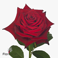 Срезанные цветы оптом Rosa large monte carlo от 60шт из Голландии с доставкой по России