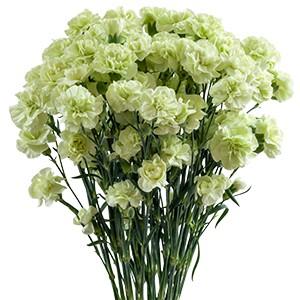 Срезанные цветы оптом Dianthus sp jade green от 80шт из Голландии с доставкой по России