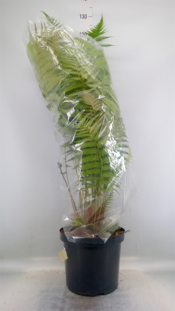 Горшечные цветы и растения оптом Dicksonia Antarctica от 1шт из Голландии с доставкой по России
