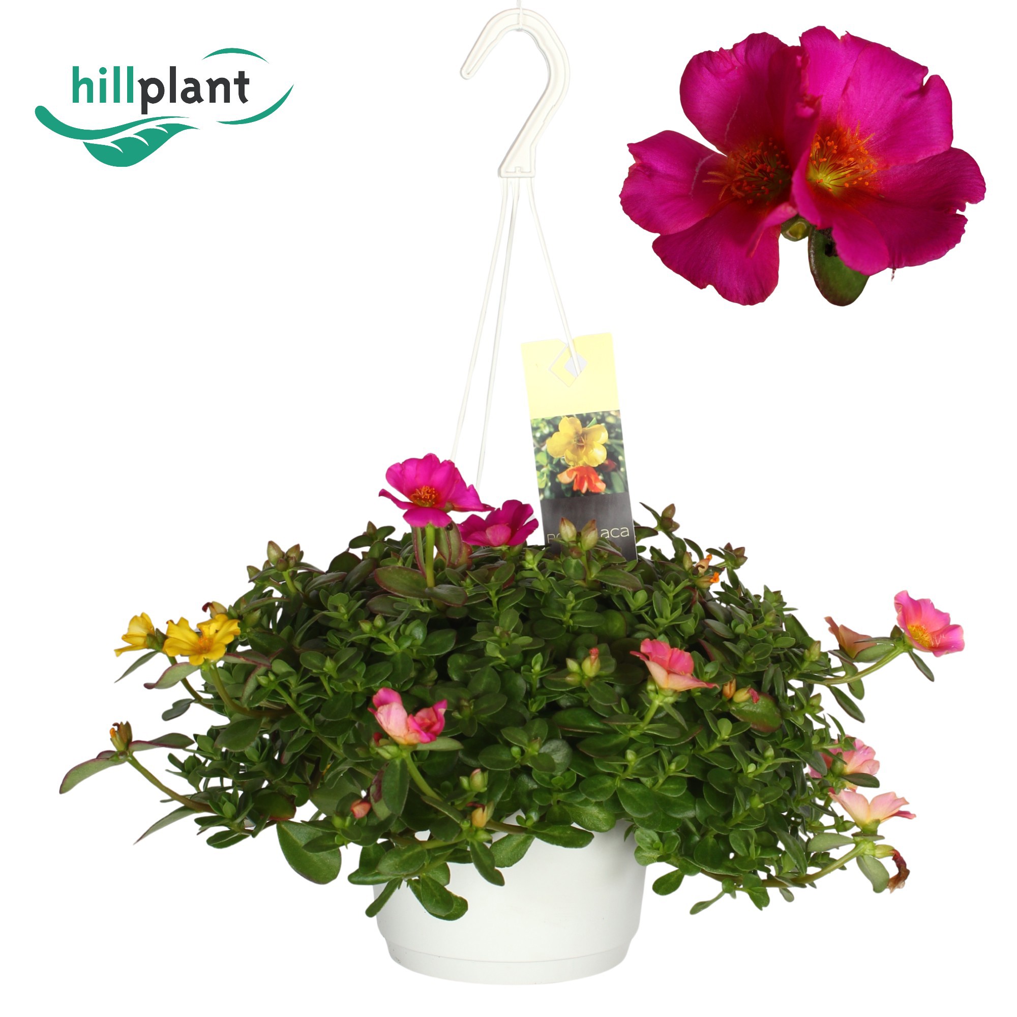 Горшечные цветы и растения оптом Portulaca Gemengd In Hangpot 17 от 6шт из Голландии с доставкой по России