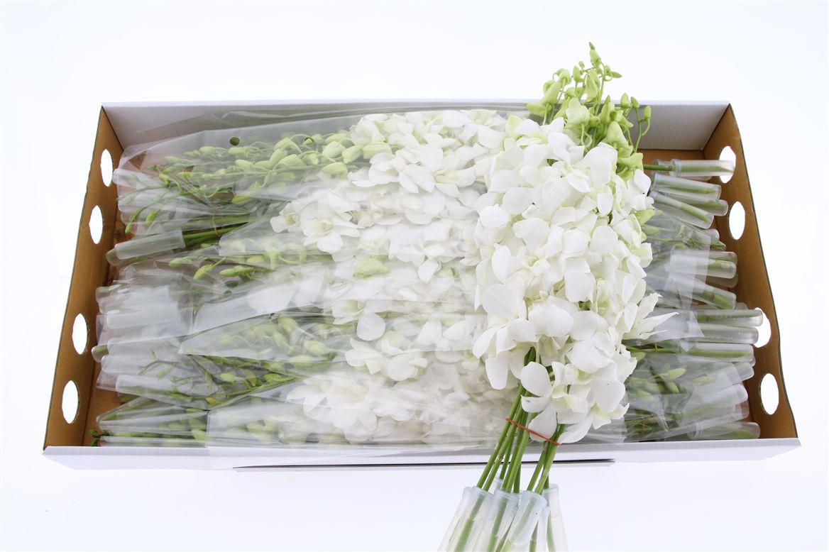 Срезанные цветы оптом Dendrobium big white от 70шт из Голландии с доставкой по России