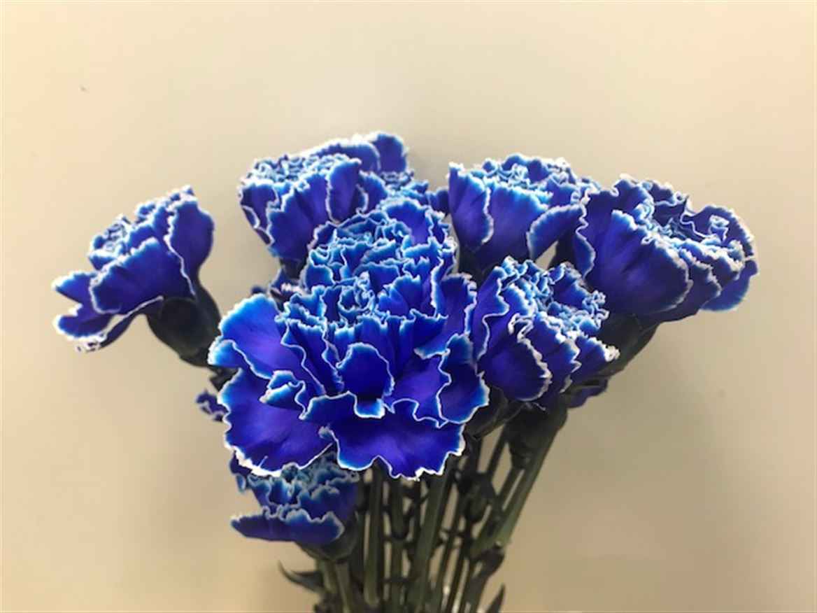 Срезанные цветы оптом Dianthus st paint blue от 80шт из Голландии с доставкой по России